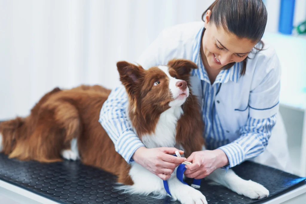 Clinic Expert Care for Pets